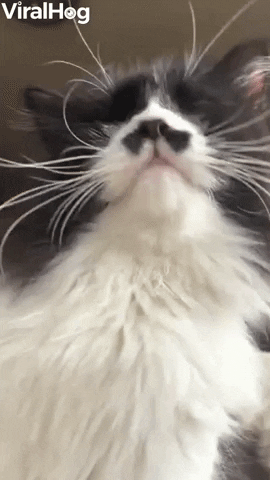 Back Scratching Makes Cat Mlem GIF by ViralHog