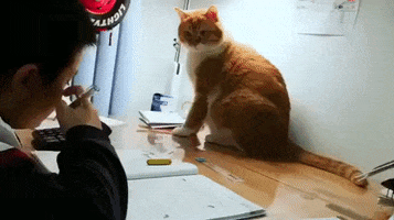 Cat GIF
