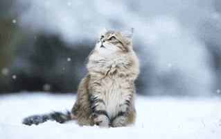 Cat Winter GIF by Bergdorf Goodman