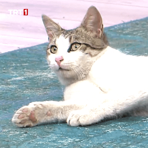Cat Omg GIF by TRT
