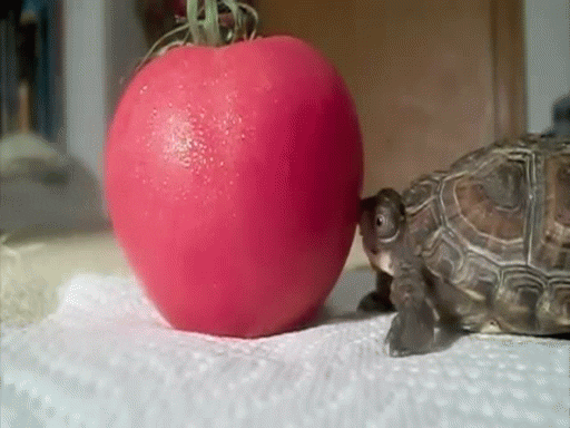 turtle me eating GIF