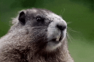 Otter GIF by Instituto Butantan Oficial