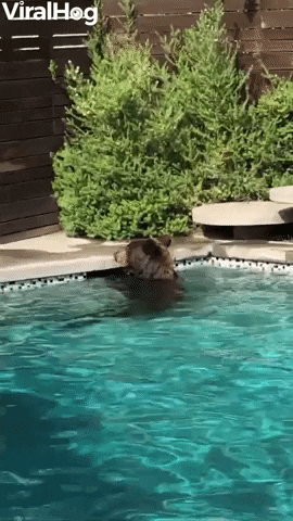 Bear Takes A Dip In Backyard Pool GIF by ViralHog