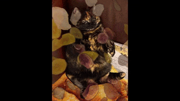 Hungry Fat Cat GIF by osvetlit
