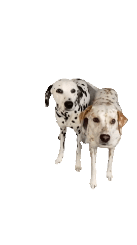 Dog Sticker