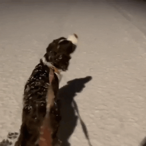 Dog Day GIF by Storyful