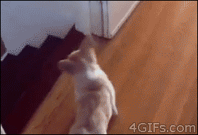 corgi animated GIF