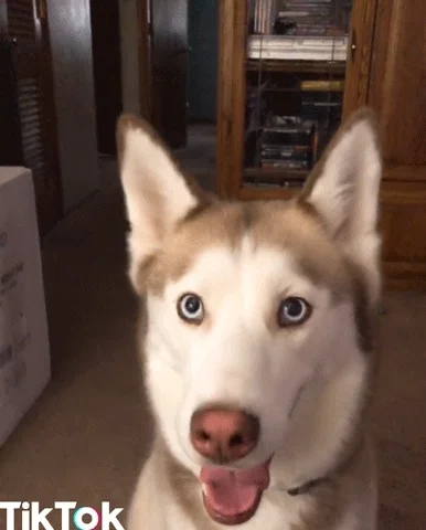 excited dog GIF