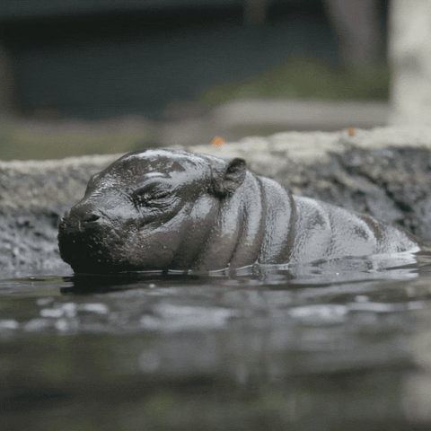 Baby Animals Swimming GIF by San Diego Zoo