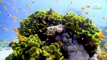 greatbigstory ocean fish earth planet GIF