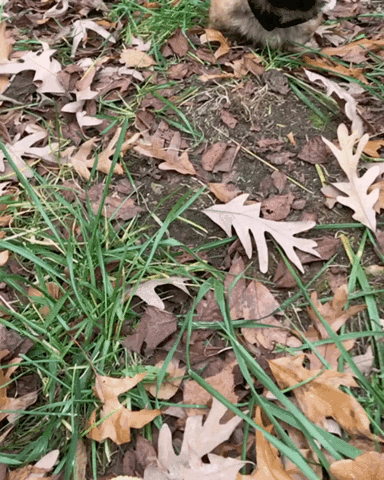 leaves gifmedogs GIF by Rover.com
