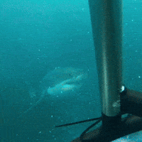 Unbelievable Shark Encounter