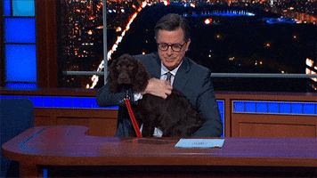 Stephen Colbert Dog GIF by The Late Show With Stephen Colbert