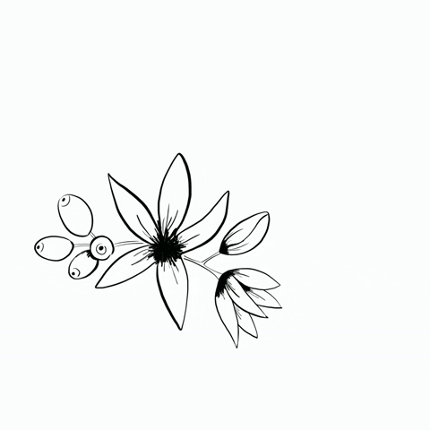 First Crop Coffee GIF