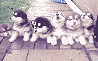 alaskan malamute GIF