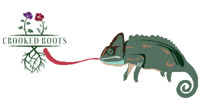 Crooked Roots Design Sticker