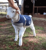 Goat Cutie GIF by MOODMAN