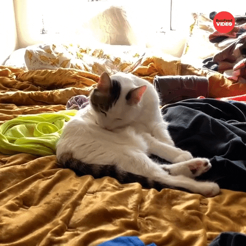 Cat What GIF by BuzzFeed