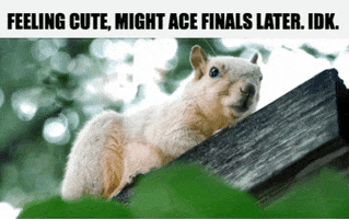 Squirrel Finals GIF by College of Natural Sciences, UT Austin