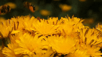 Bees GIF