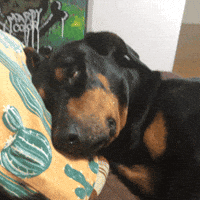 Dahu黑犬 Gifs Get The Best Gif On Giphy