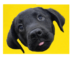 Dog Training Poochofnyc Sticker