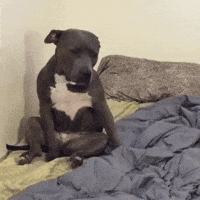 Morning-dog GIFs - Get the best GIF on GIPHY Morning-dog GIFs - Get the best GIF on GIPHY