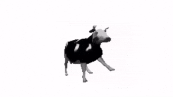Polish Dancing Cow GIF