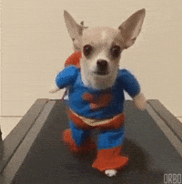 Gifs Dog GIFs - Find & Share on GIPHY