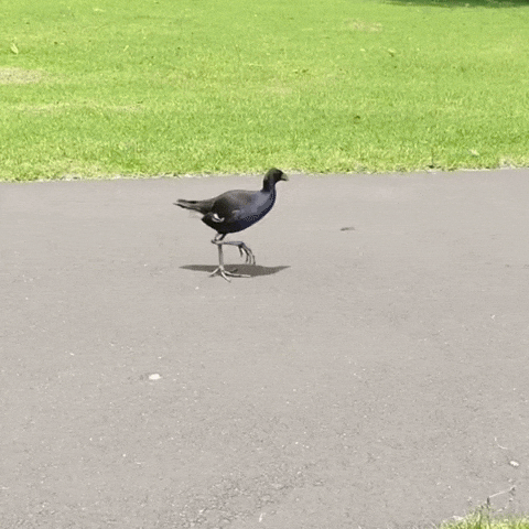 Sprite Bumblebee GIF