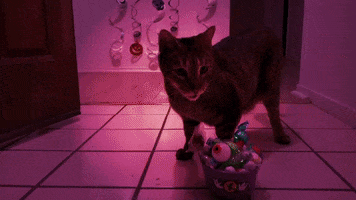 Trick Or Treat Cat GIF by the pizzacat