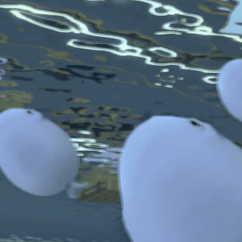Eggdog Swimming GIF by eggdog