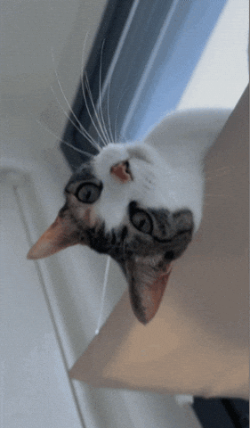 Cats Nu GIF