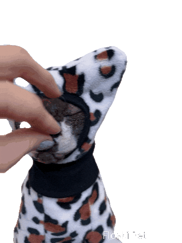 Cat Sphynx Sticker by Floksi Pet