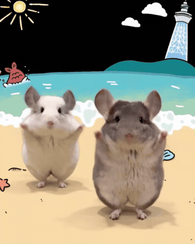 Chinchilla GIF