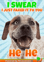 Awesome Boi Pupper Dog Pj GIF by PetJuvenate - PJ