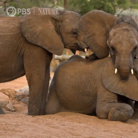 Explore Pbs Nature GIF by Nature on PBS