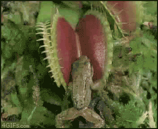 Meat Plants GIF - Find & Share on GIPHY