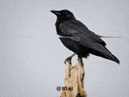 Black Bird GIF