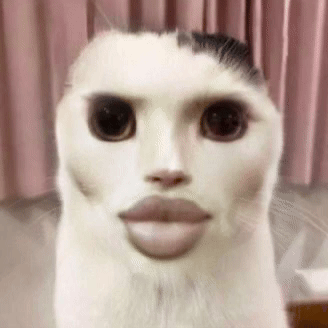 Cat GIF