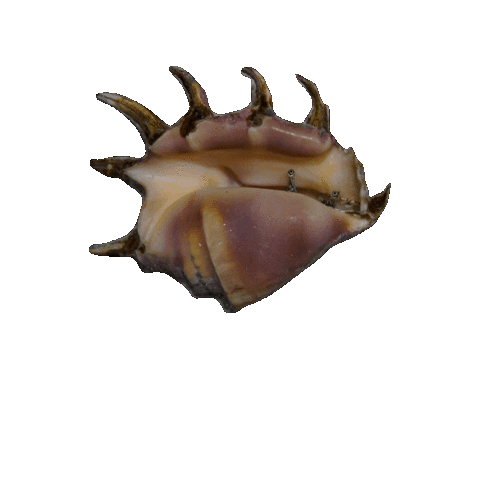 Shell Sticker