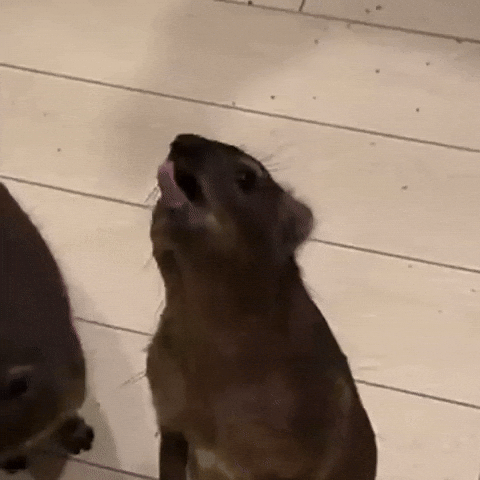 Hyrax GIF