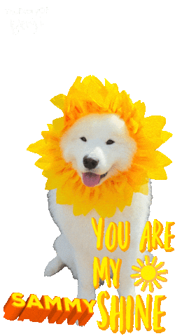 Sun Sunshine Sticker