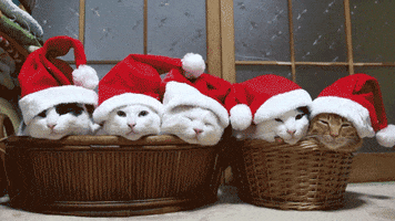 Holiday Rush Kittens