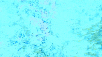 Hank / Kopa Records Drop