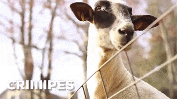 Goat Bleating GIF by chuber channel