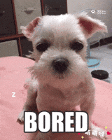 bored dog GIF by Pamily