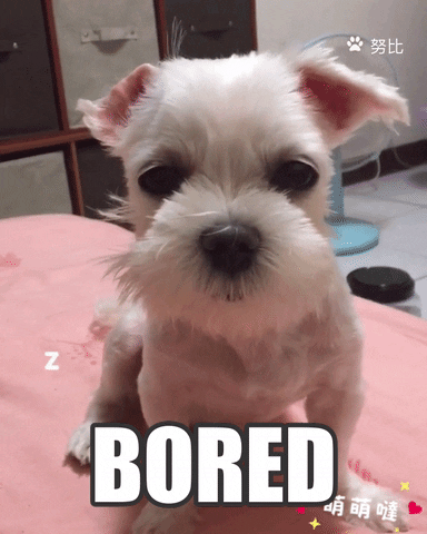 Video gif. A small white dog twitches its nose and blinks as Zs pop up beside it. Text, "Bored." 