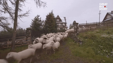 Sheep-storm GIFs - Get the best GIF on GIPHY