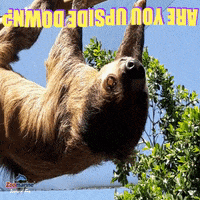 Portugal Sloth GIF by Zoomarine Algarve